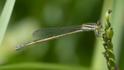 Ischnura aurora (Aurora Bluetail) female 2.jpg